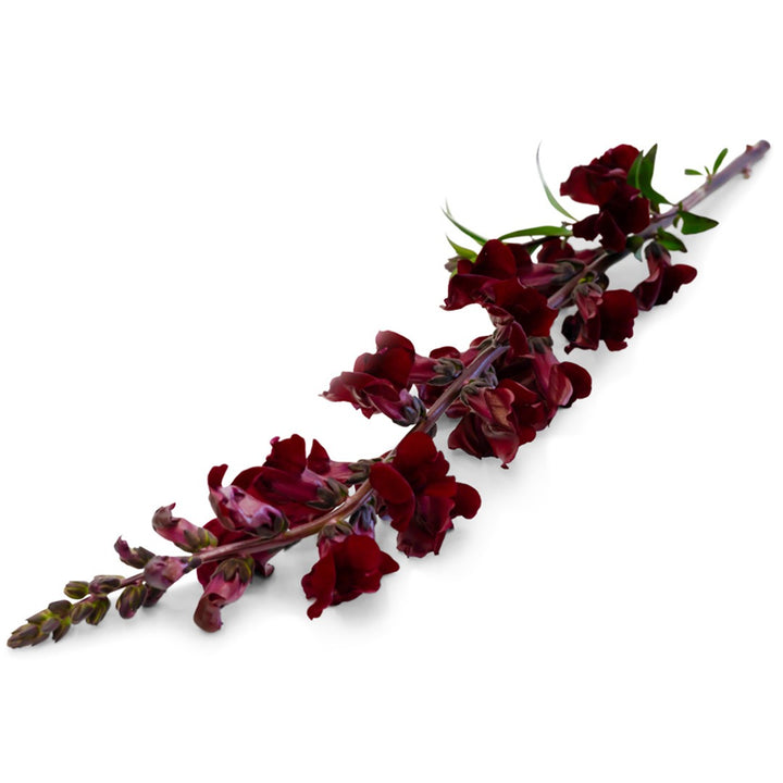Single stock of Black Prince Snapdragon on a white background.