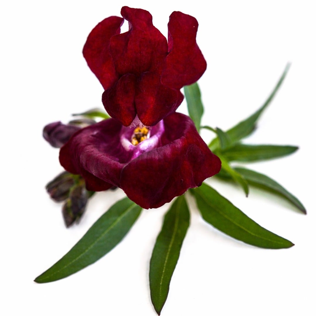 Extreme close up of a Black Prince Snapdragon bloom on a white background.