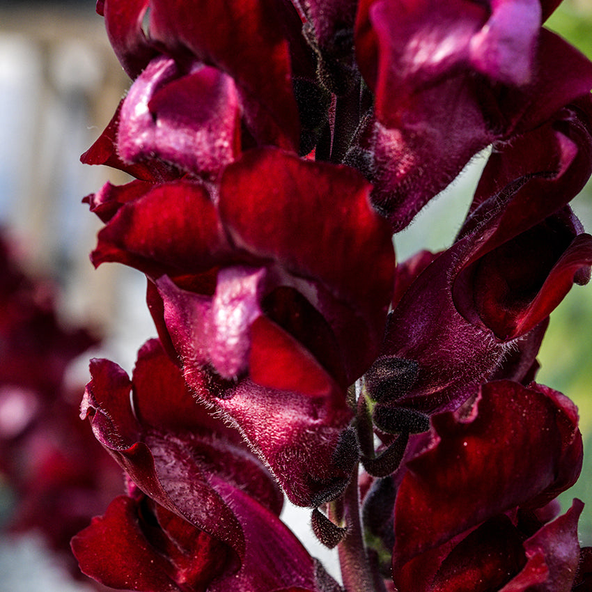 Extreme close-up of Black Prince Snapdragon growing in garden.