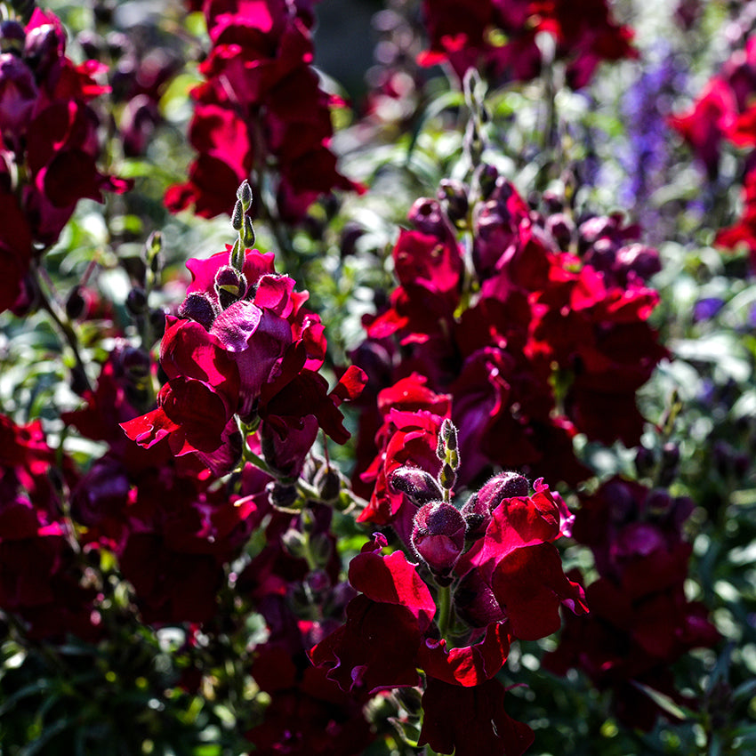 Black Prince Snapdragon growing in garden.