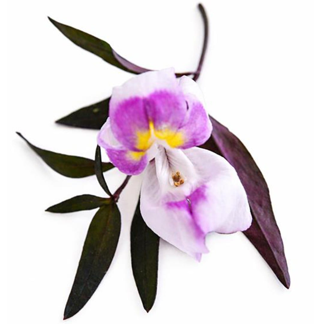 Close up of Bronze Dragon Snapdragon bloom on a white background.