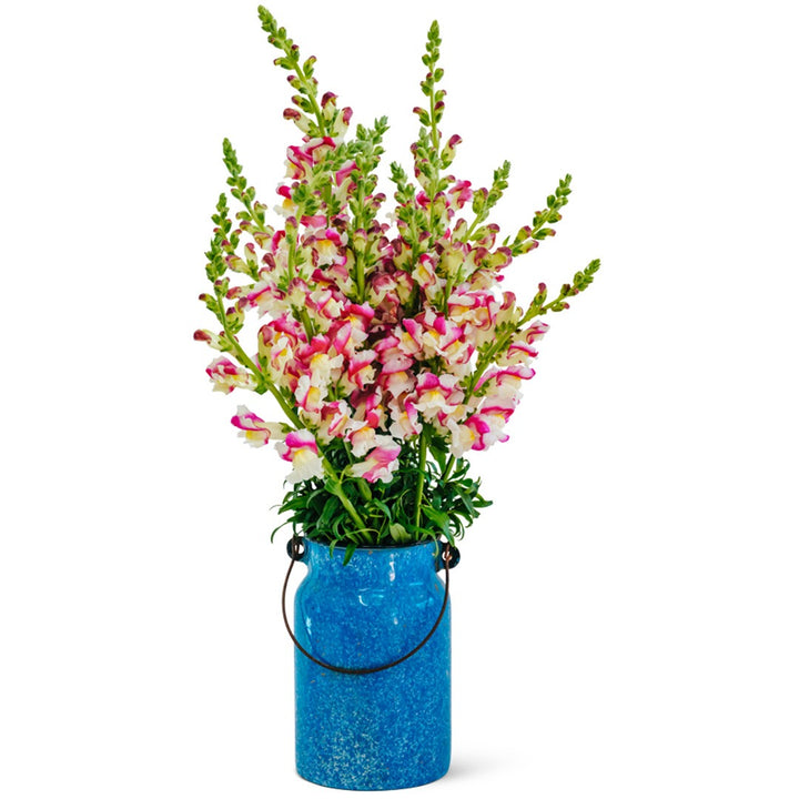 Cherry Twist Snapdragon flowers in a blue metal vase on a white background.