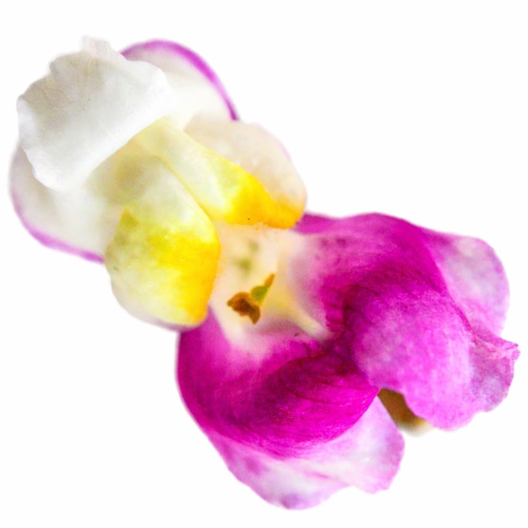 Extreme close up of Cherry Twist Snapdragon on a white background.
