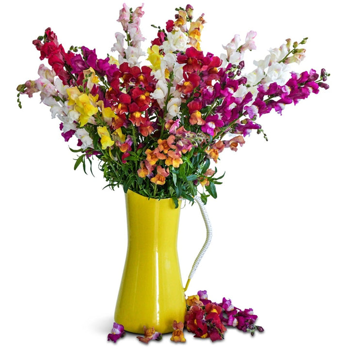 Bouquet of Flames Snapdragon Flowers in a yellow vase on a white background.