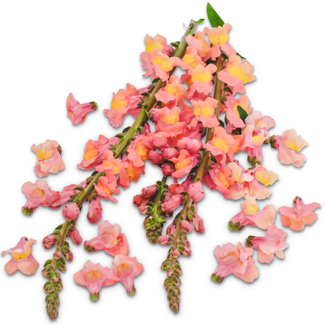 Orange Wonder Snapdragon flowers on a white background.