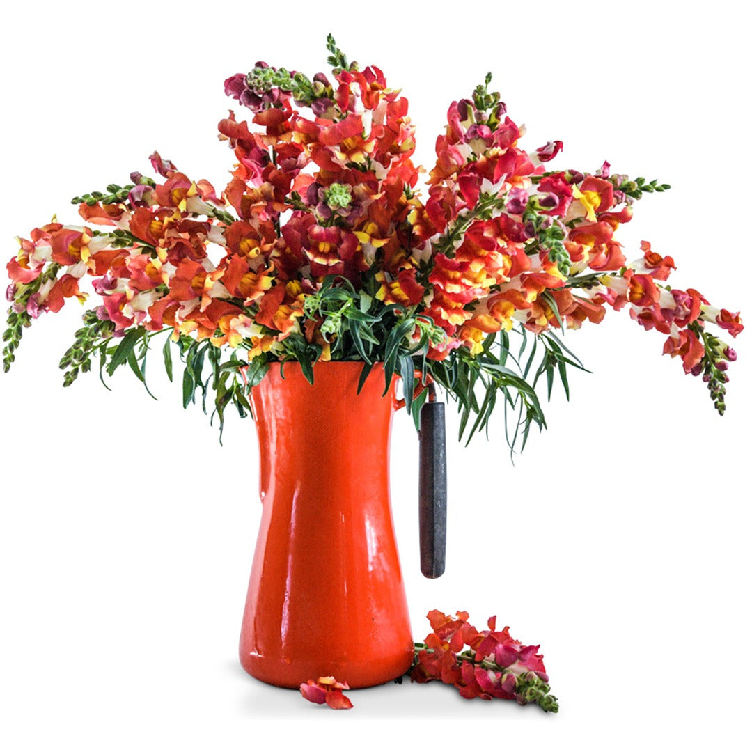 Bouquet of Rembrandt Snapdragon flowers in an orange vase on a white background.