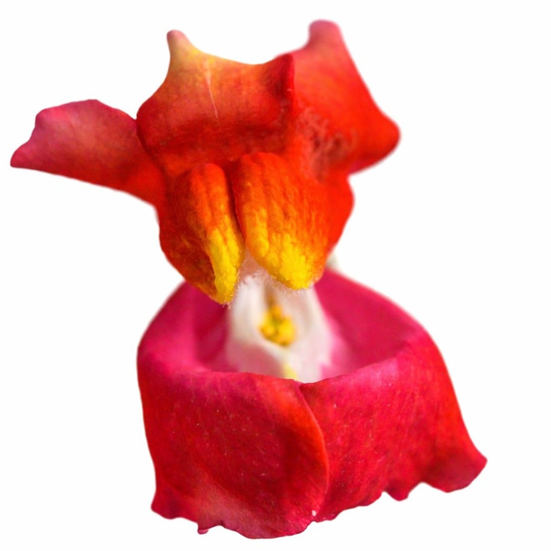 Close up of a Rembrandt Snapdragon bloom on a white background.