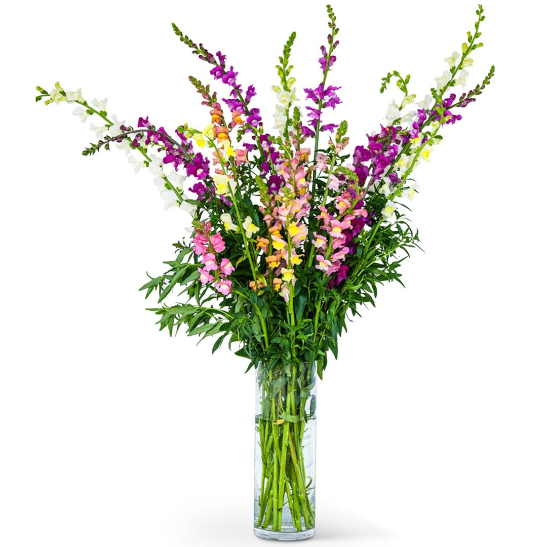 Bouquet of Tall Deluxe Snapdragon Flowers in a clear vase on a white background.