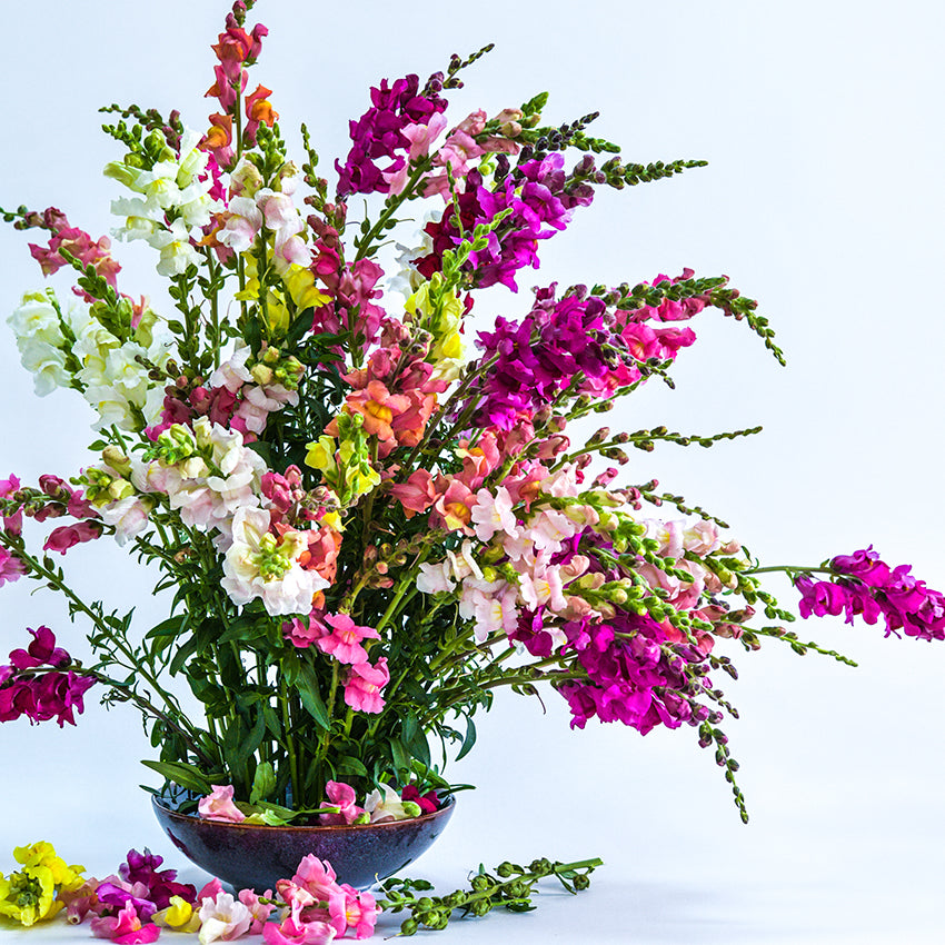 Tall Deluxe Snapdragon stems in blue bowl with light background.