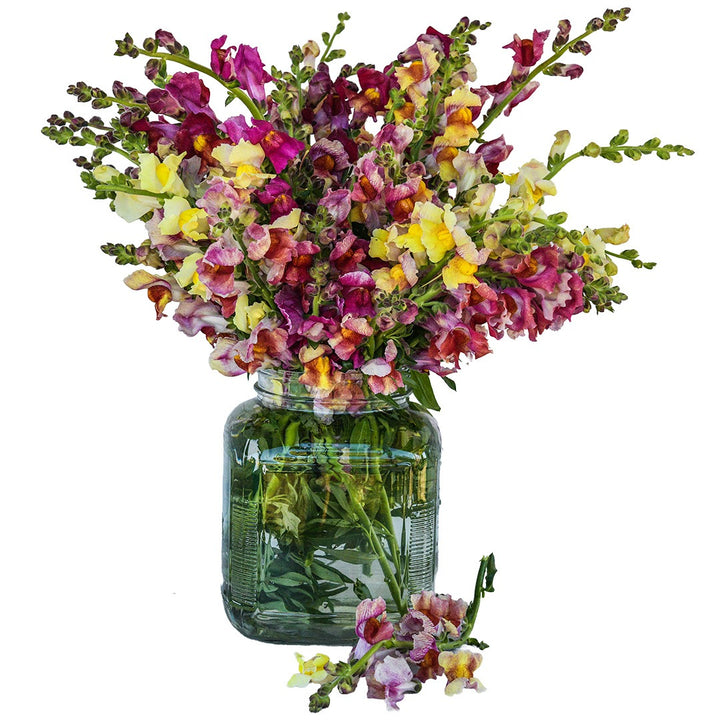 A bouquet of Tetra Mix Snapdragon flowers in a clear glass vase on a white background