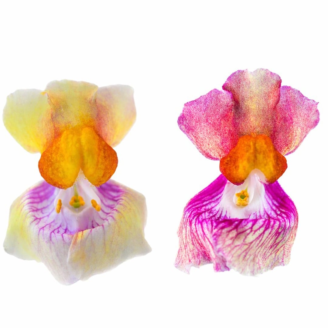 Pair of Tetra Mix Snapdragon blooms on a white background.