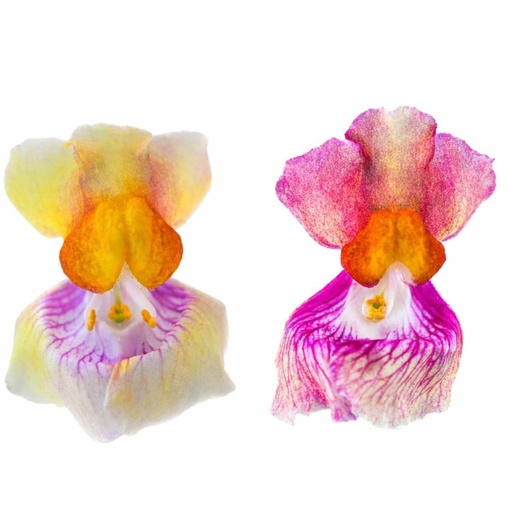 Pair of Tetra Mix Snapdragon blooms on a white background.