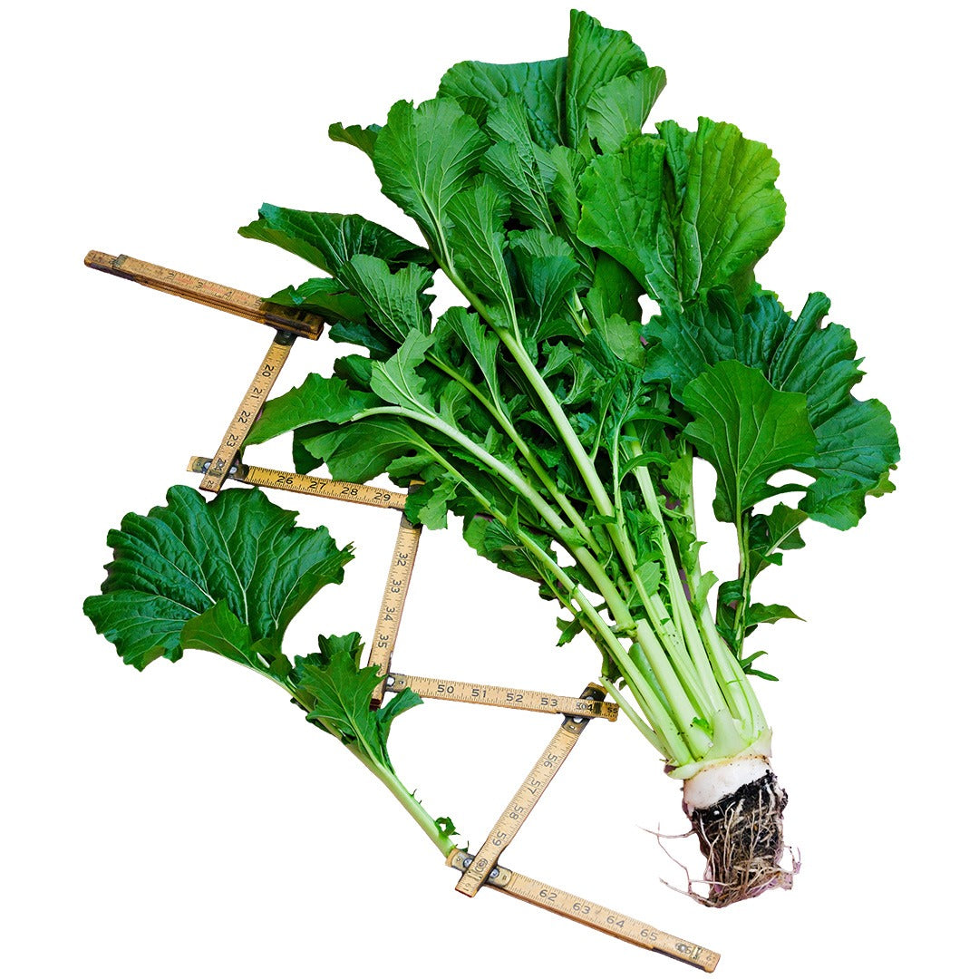 A full head of Japanese Snow Greens with the root still attached on a white background.