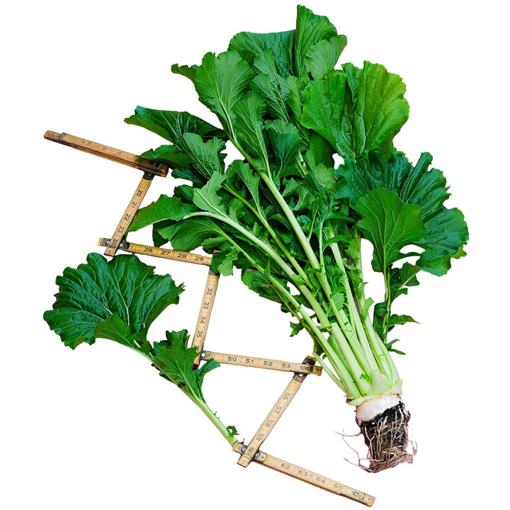 A full head of Japanese Snow Greens with the root still attached on a white background.