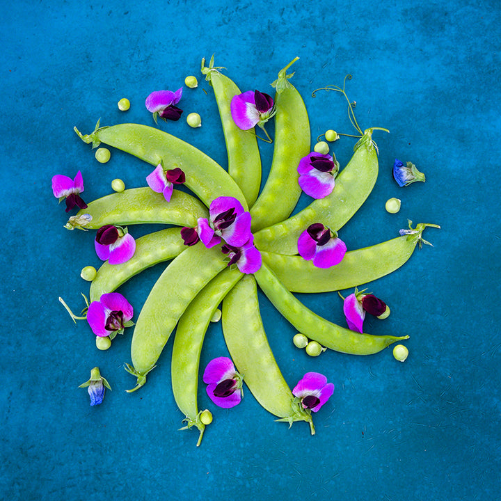 Green Beauty Snow Pea with flowers on a blue background.