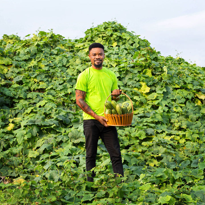 Baker Creek seed grower Solomon Amuzu a basketful of Krobonko Luffa Gourds in gourd vines.