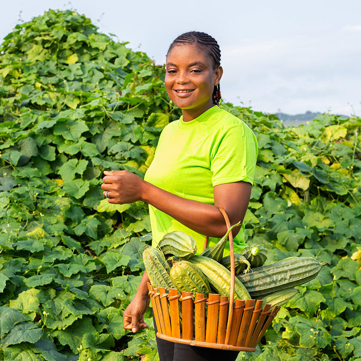 Baker Creek seed grower Mrs. Amuzu holding a basketful of Krobonko Luffa Gourds in Ghana.