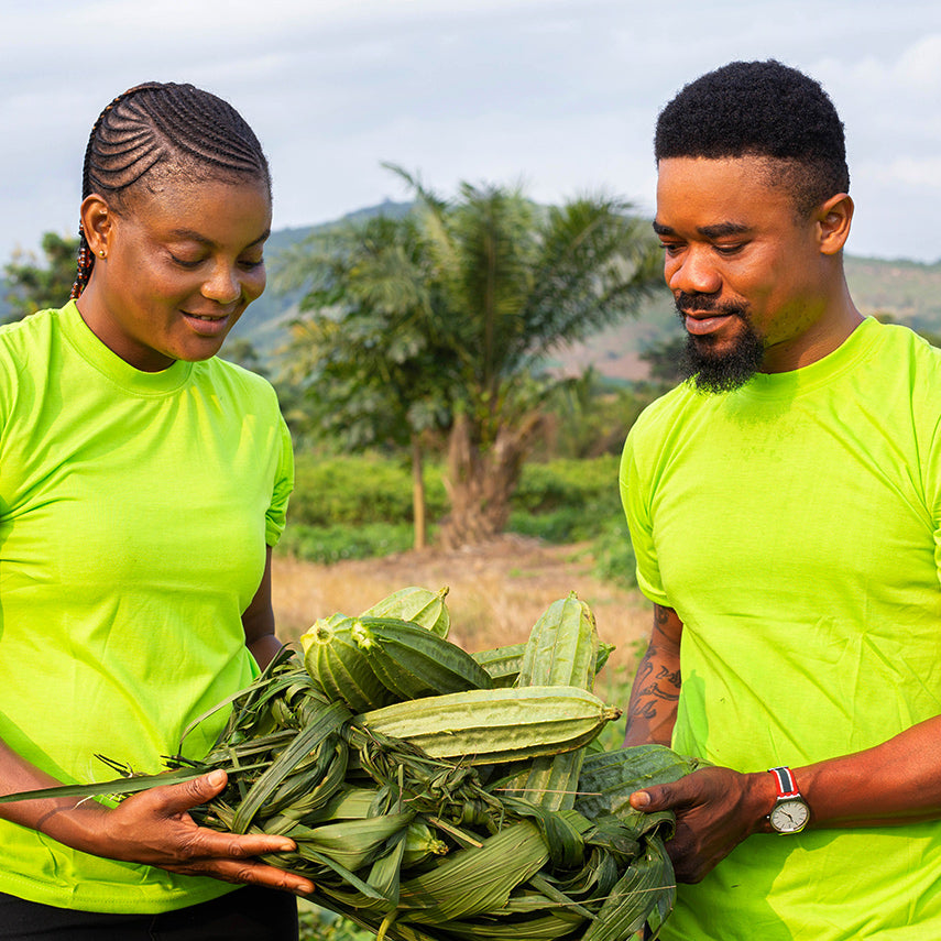 Solomon Amuzu and his wife holding a basketful of Krobonko Luffa Gourds at their seed farm in Ghana.