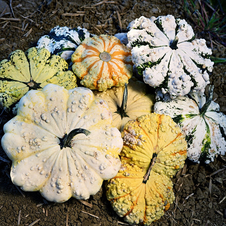 Freshly harvested Patisson Strie Melange Squash in the field at a Baker Creek trial farm.