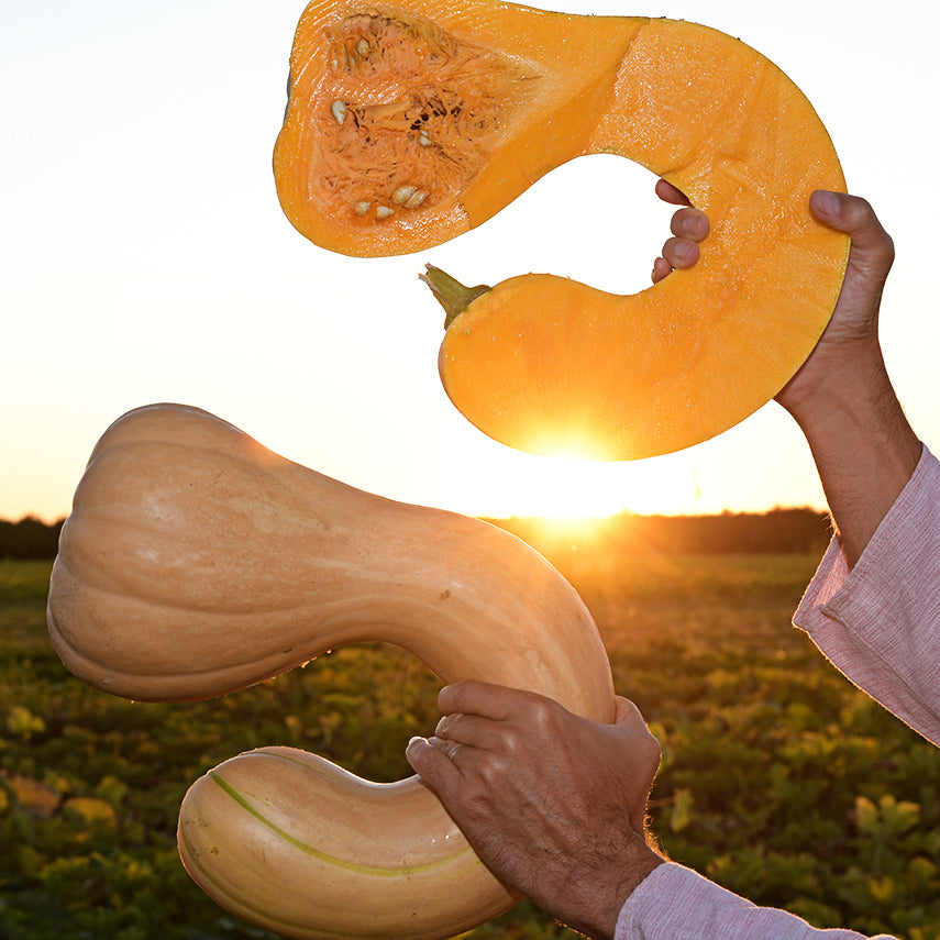 Tahitian Melon Winter Squash backlit by the morning sun at the Baker Creek trial farm.