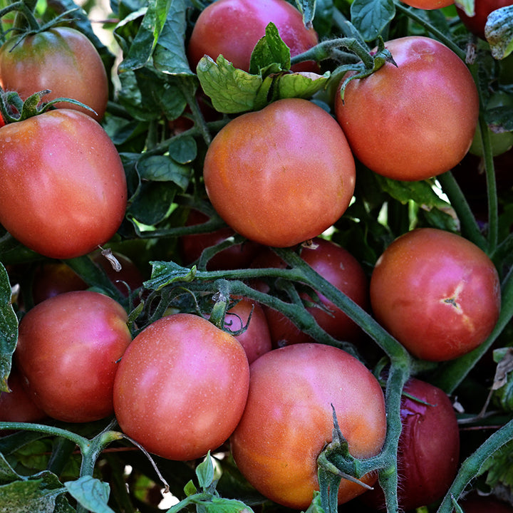 A plentiful bunch of Raspberry Lyanna Tomatoes growing on a plant at the Baker Creek trial farm in California.