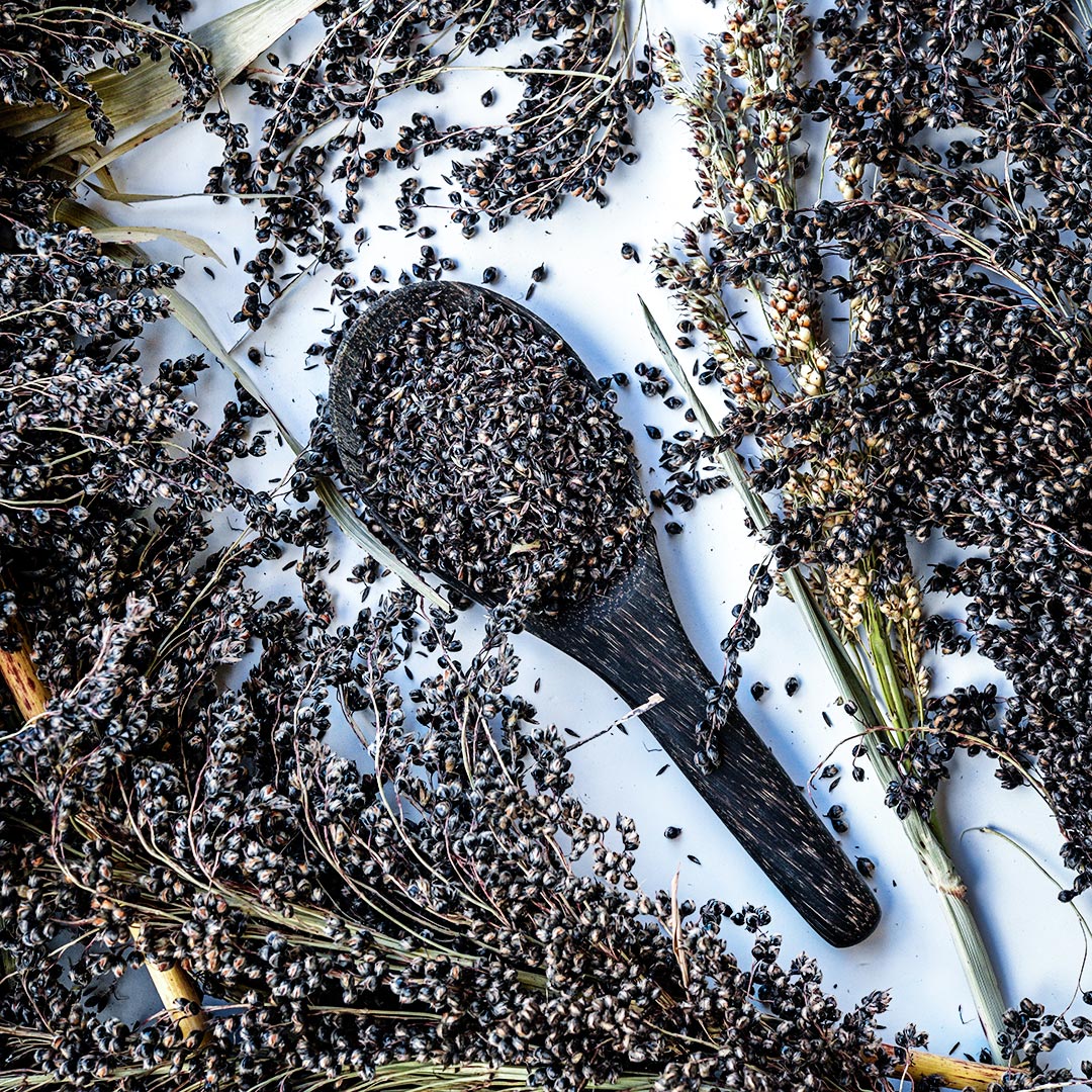 Black African Sorghum in a black wooden spoon surrounded by stems full of seed on white.