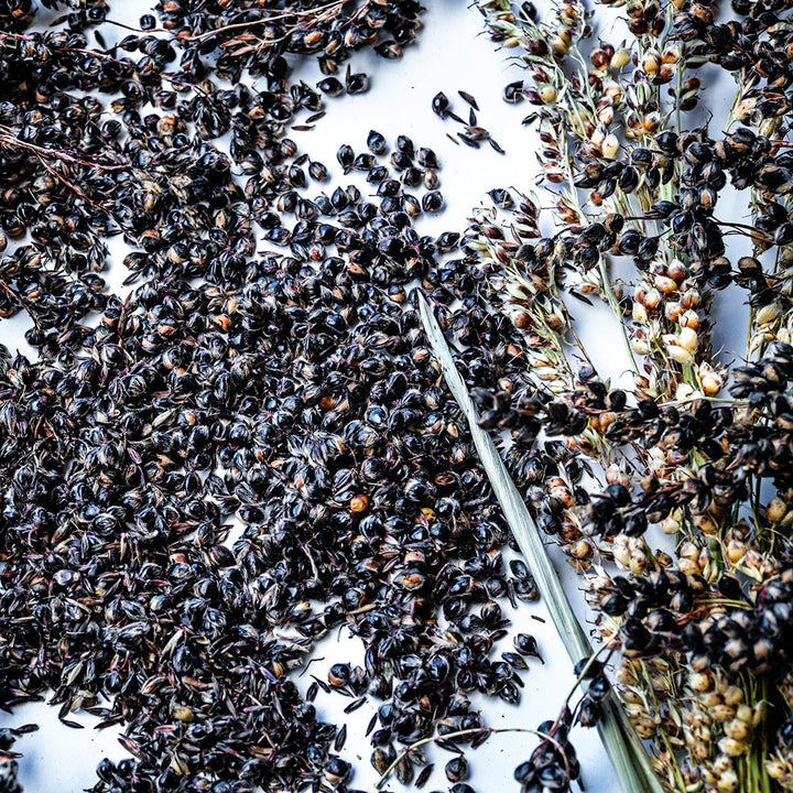 A close-up of Black African Sorghum seeds and stems on a white background.