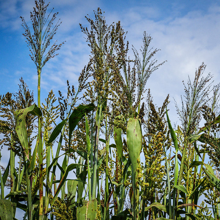 Black African Sorghum growing in the Cabin Garden at Baker Creek.