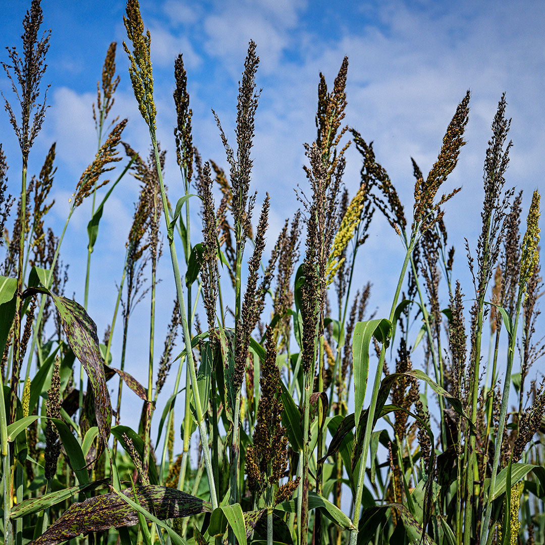 Black Amber Sorghum growing in the Cabin Garden at Baker Creek against a bright blue sky.