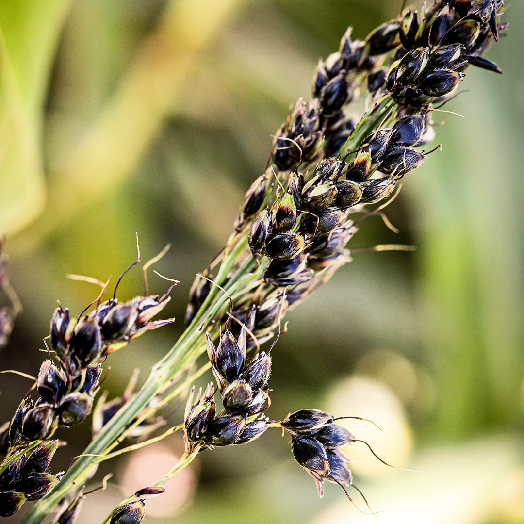 Black Amber Sorghum on a stalk in the outside gardens at Baker Creek.