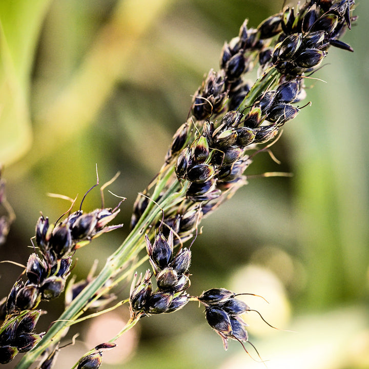 Black Amber Sorghum on a stalk in the outside gardens at Baker Creek.