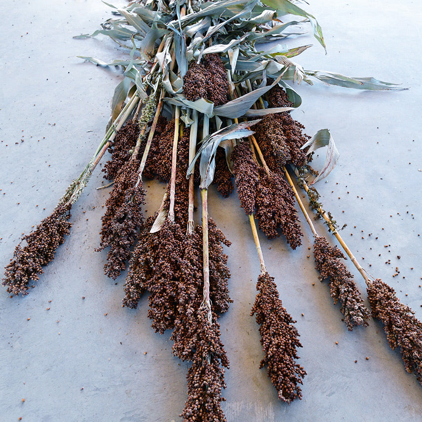 Dried Honey Drip Sorghum stalks on a concrete background.