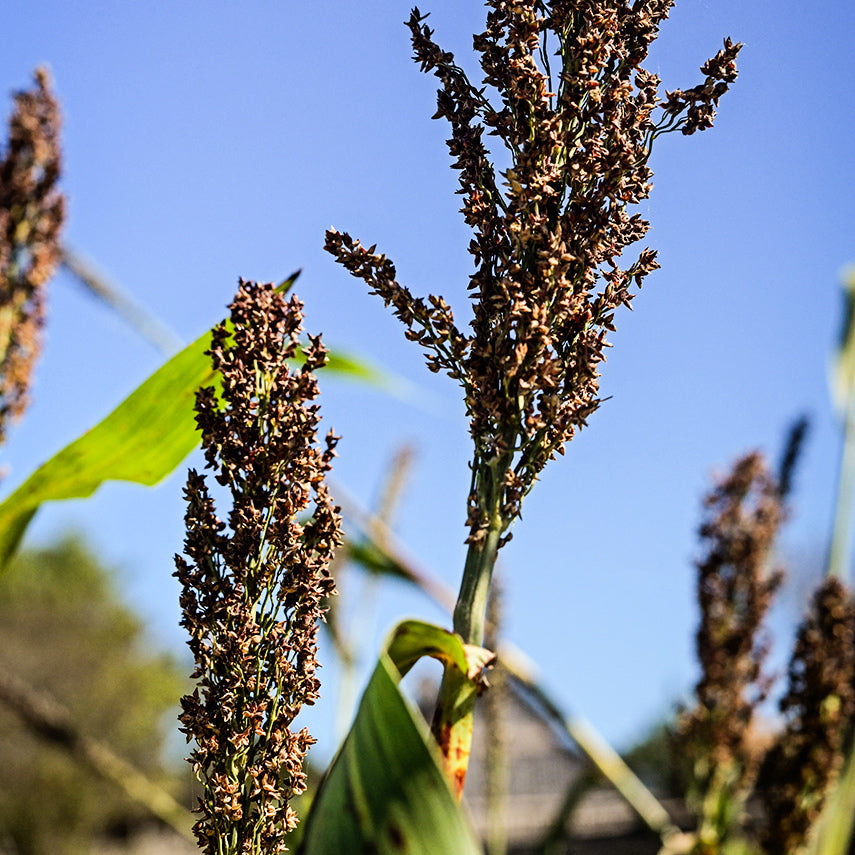 Mennonite Sorghum growing at the Baker Creek farm with the autumn blue sky as backdrop.