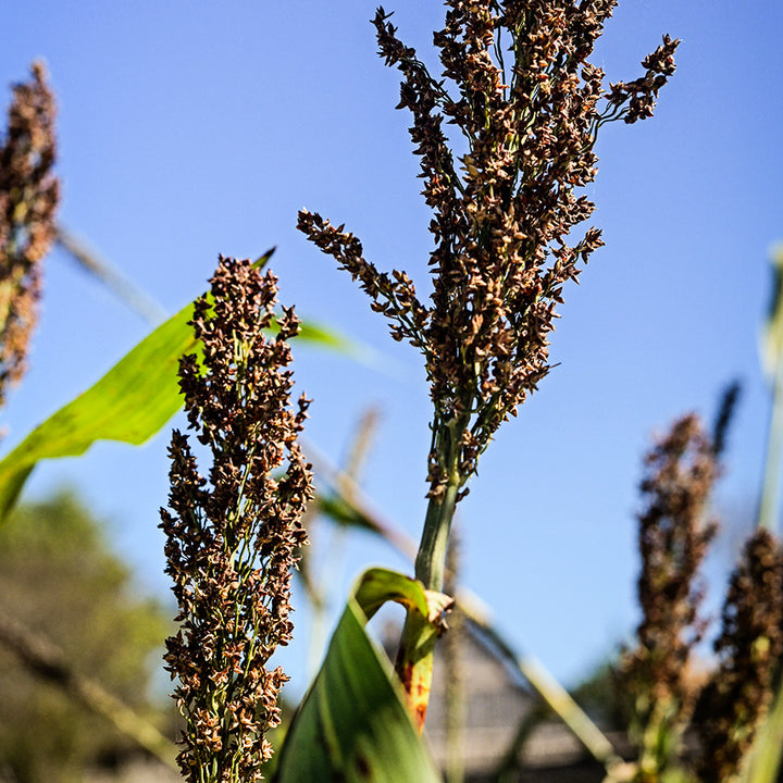 Mennonite Sorghum growing at the Baker Creek farm with the autumn blue sky as backdrop.