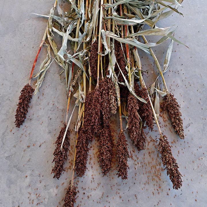 Dried Mennonite Sorghum stalks with seeds on a concrete background.
