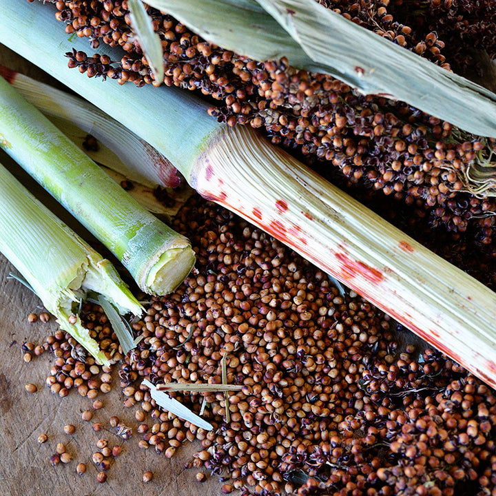 A close-up of Mennonite Sorghum canes, seeds and seed heads on a wood background.