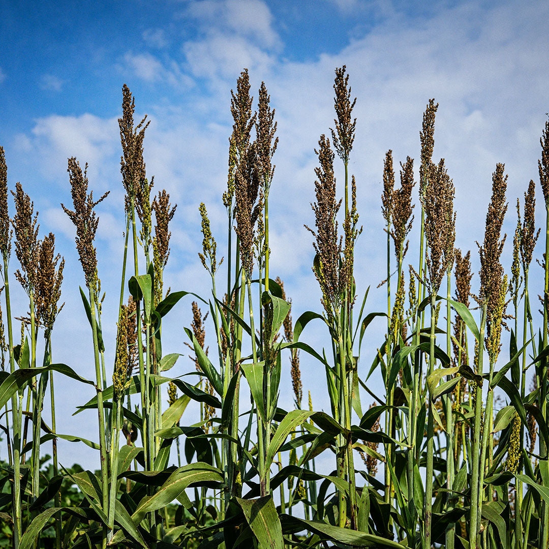 Yellow Bonnet Sorghum growing talk in the Cabin Garden at Baker Creek.