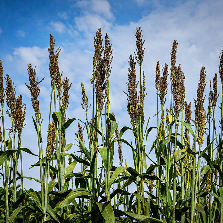 Yellow Bonnet Sorghum growing talk in the Cabin Garden at Baker Creek.