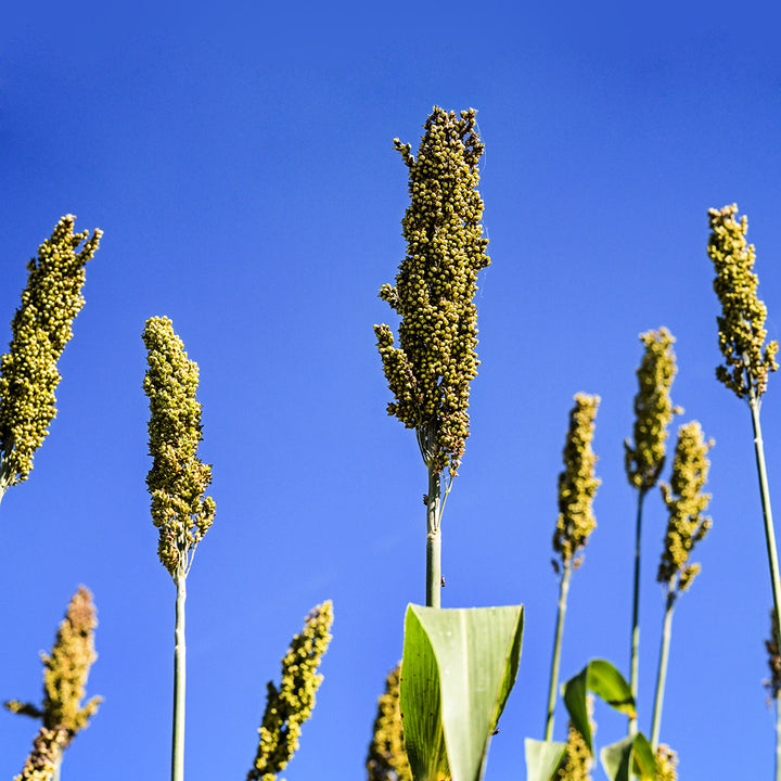 Mature seeds on Yellow Bonnet Sorghum stalks against a deep blue sky.