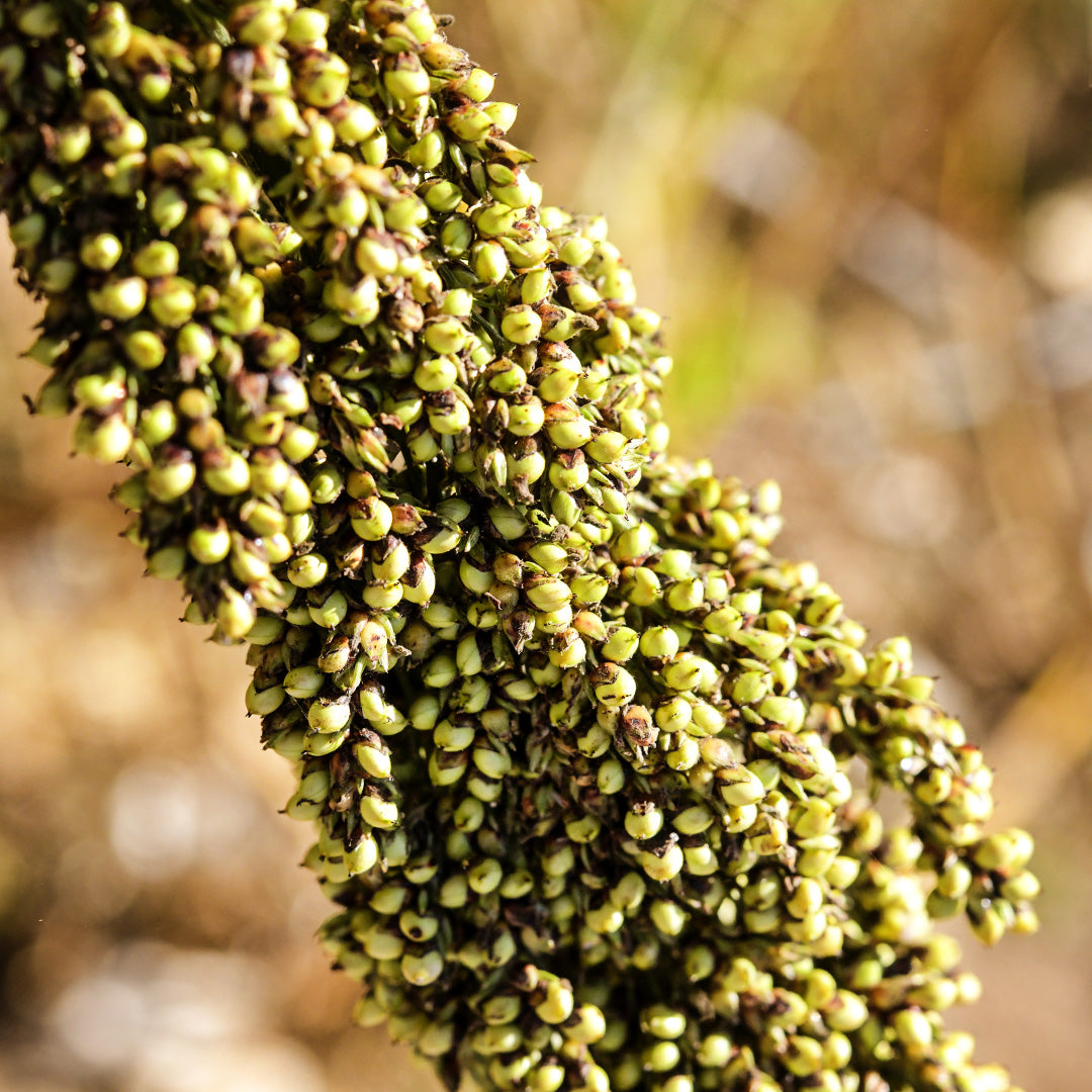 A close-up of Yellow Bonnet Sorghum seeds on the stalk in the gardens at Baker Creek.