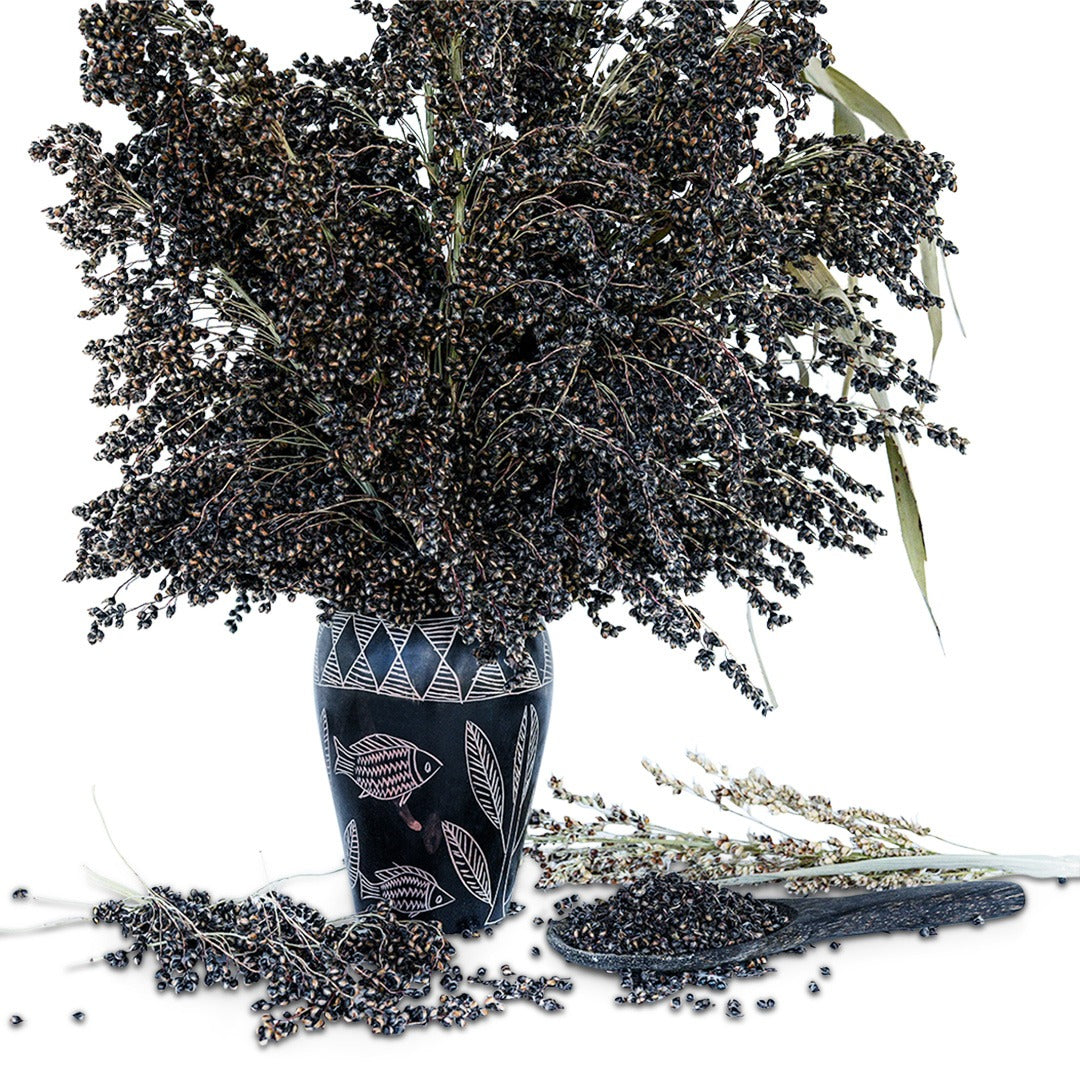 An arrangement of Black African Sorghum in a pot from Africa with a black wooden spoon full of seed on a white background.
