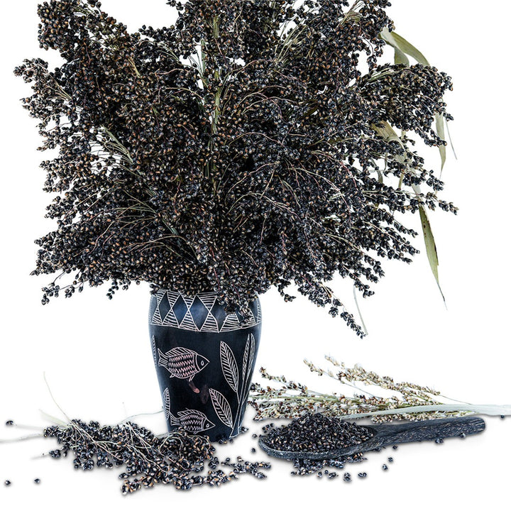 An arrangement of Black African Sorghum in a pot from Africa with a black wooden spoon full of seed on a white background.