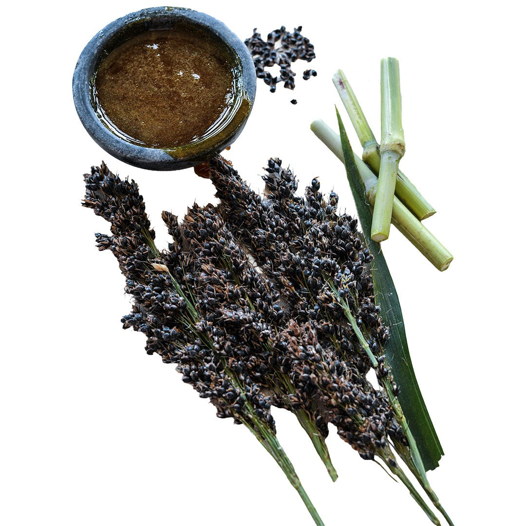 Seeds and cane from Black Amber Sorghum with a stone bowl full of syrup on a white background.