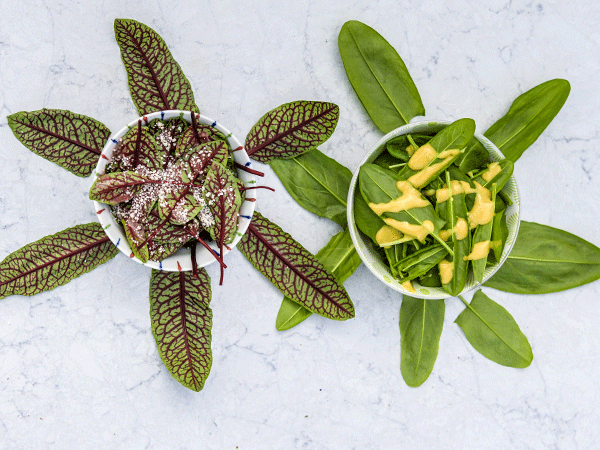 Green De Belleville Sorrel and Bloody Dock cuttings in bowls