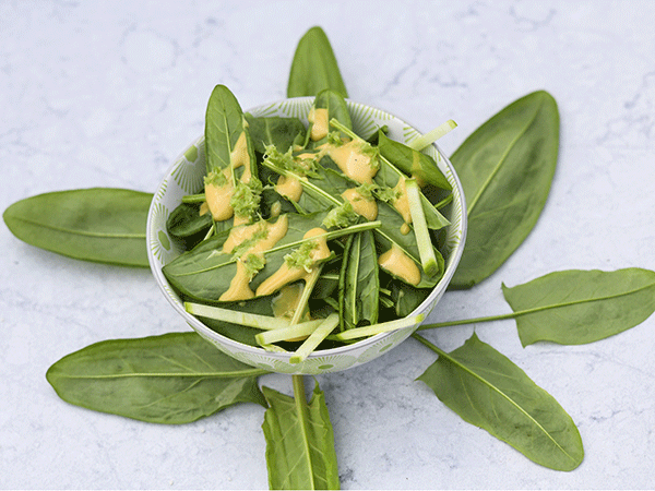 A bowl full of Sorrel Green de Belleville with some dressing.