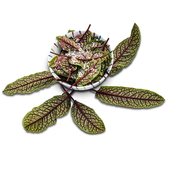 Sorrel Seeds, Bloody Dock