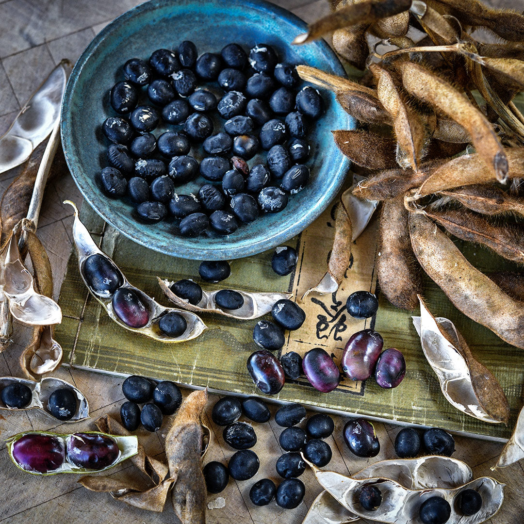 A blue bowl full of dried Tankuro Soybeans with dried pods and beans on a vintage Japanese book.
