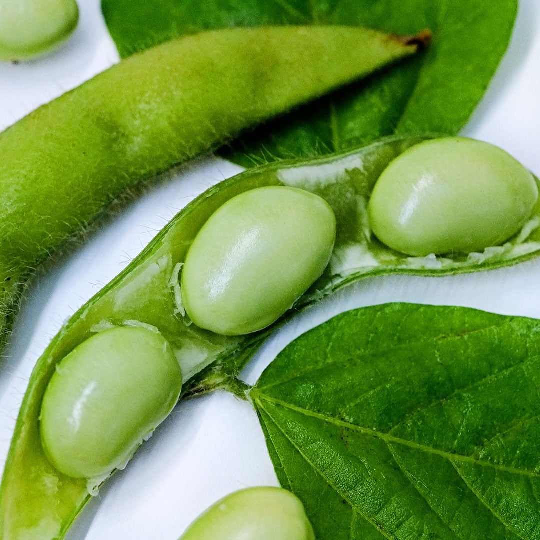 A close-up macro view of Midori Star Soybeans in the pod with leaves.