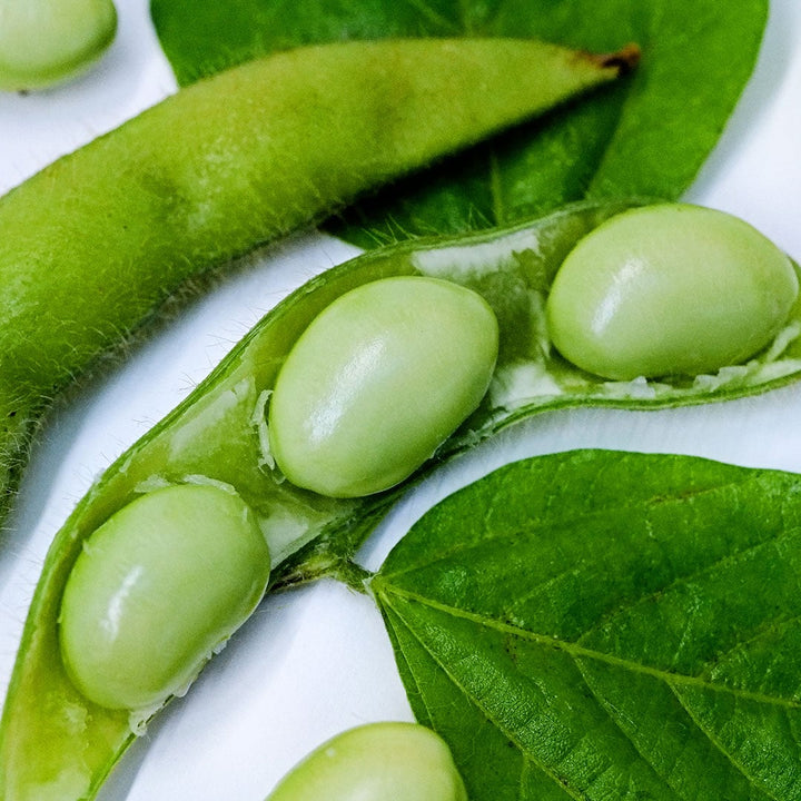 A close-up macro view of Midori Star Soybeans in the pod with leaves.