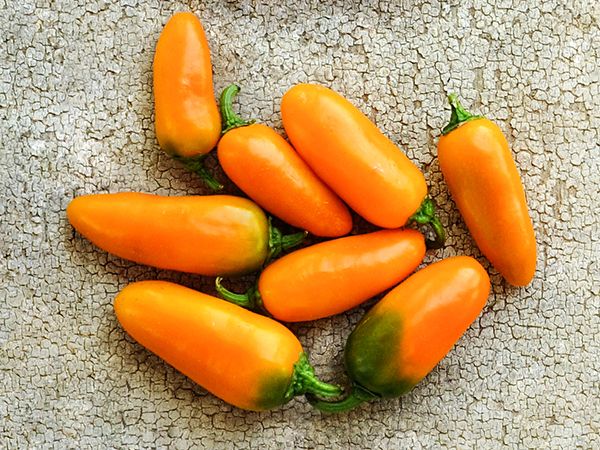 Hot Pepper Seeds, Jalapeño Pumpkin Spice
